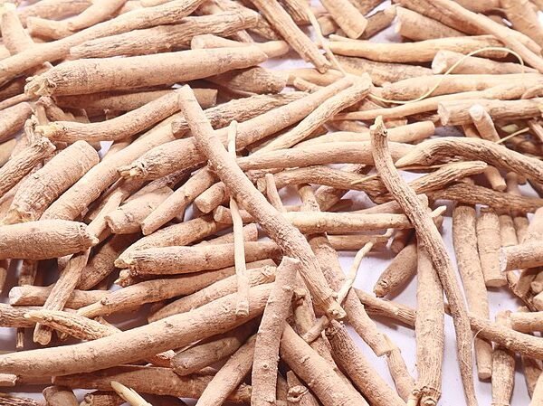 Ashwagandha: Eficaz contra el Estrés, conoce 20 Beneficios Asombrosos