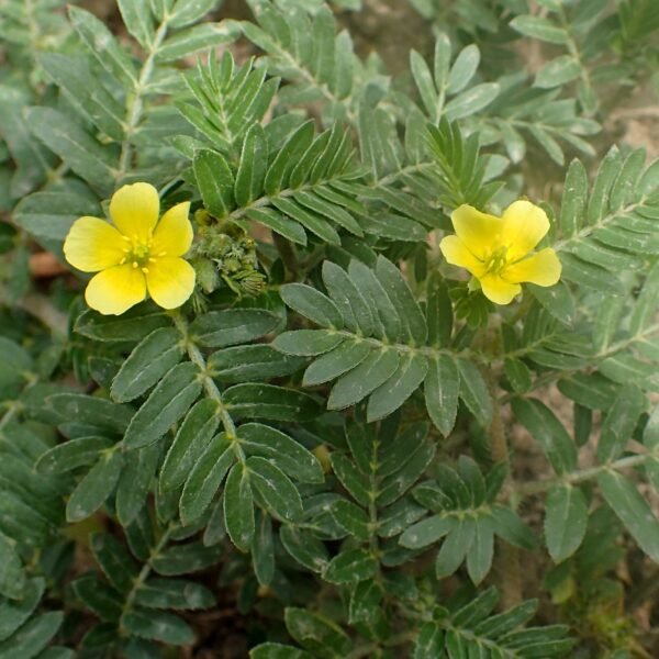 Planta de Tribulus Terrestris