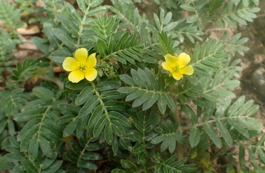 Planta de Tribulus Terrestris